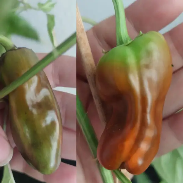 Chili / Paprika: Zauberwelten variegated (Paprika)