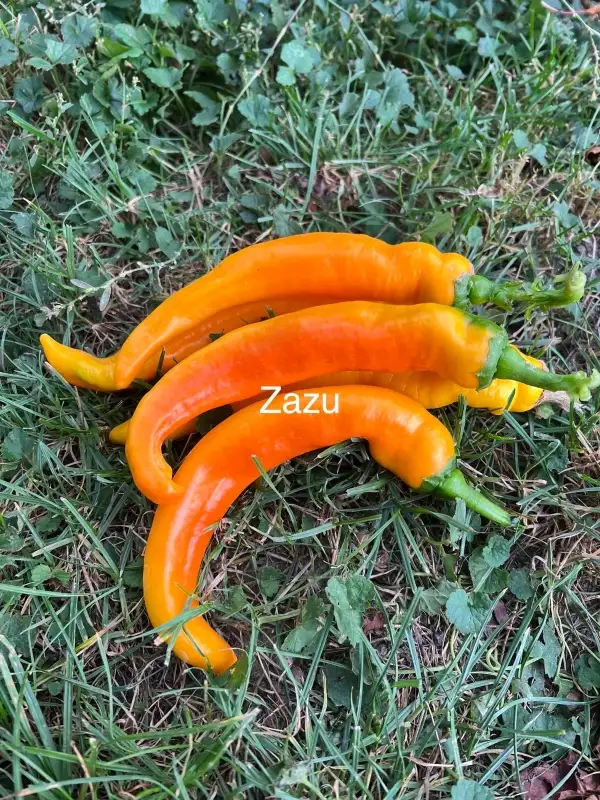 Chili / Paprika: Zazu