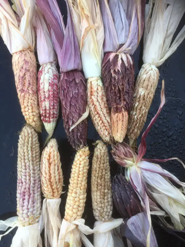 Mais: Zea mays var. tunicata