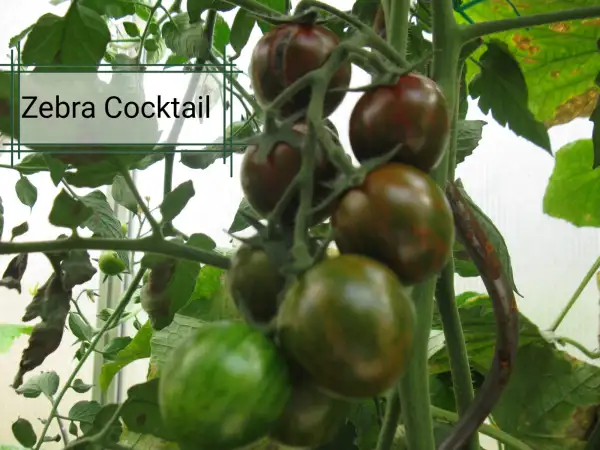 Tomaten: Zebra Cocktail