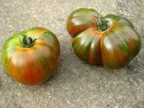 Tomaten: Zebra Ezel