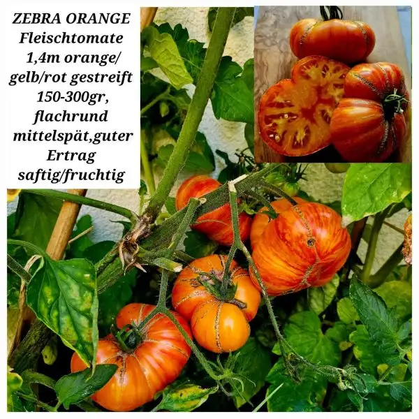 Tomaten: ZEBRA ORANGE