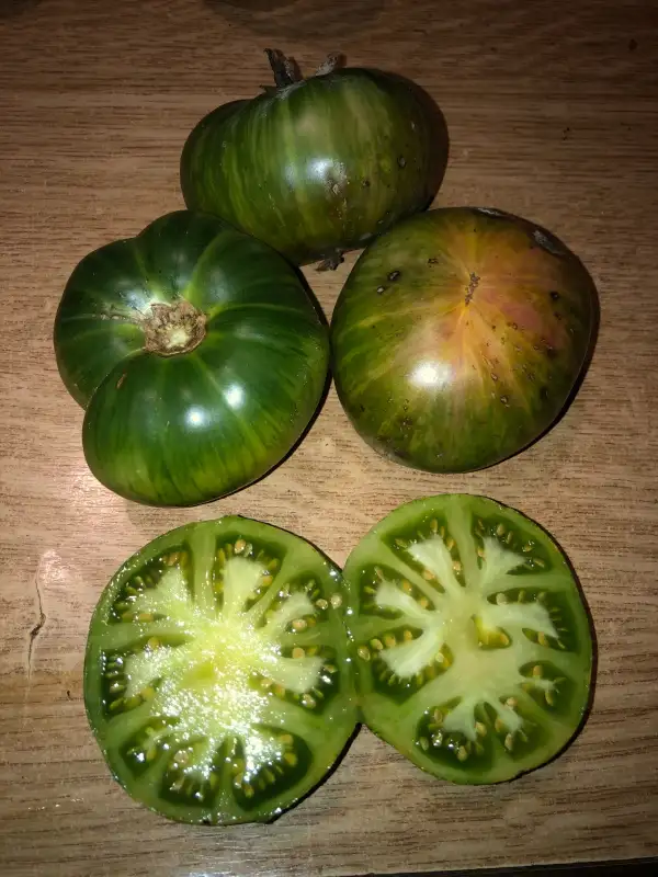 Tomaten: Zebra Rita