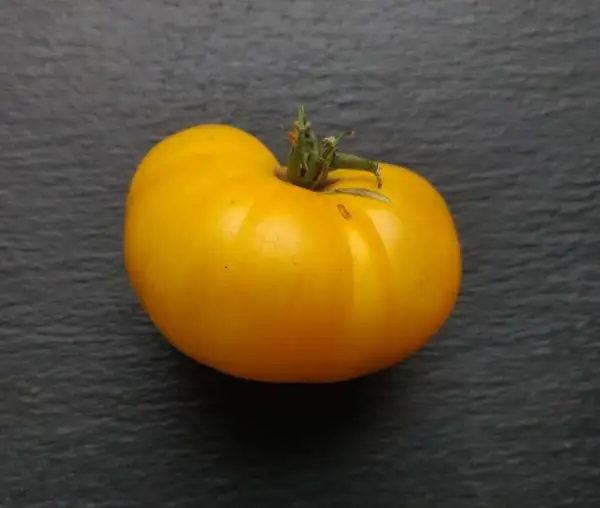 Tomaten: Zebra Rita