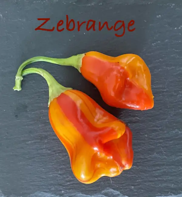 Chili / Paprika: Zebrange