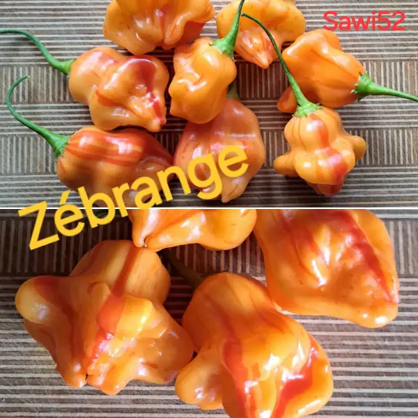 Chili / Paprika: Zebrange