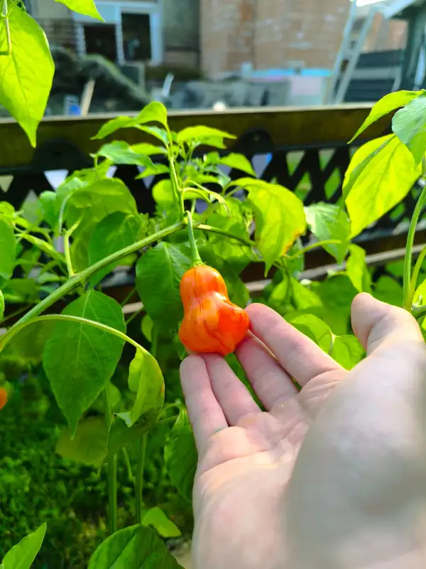 Chili / Paprika: Zebrange