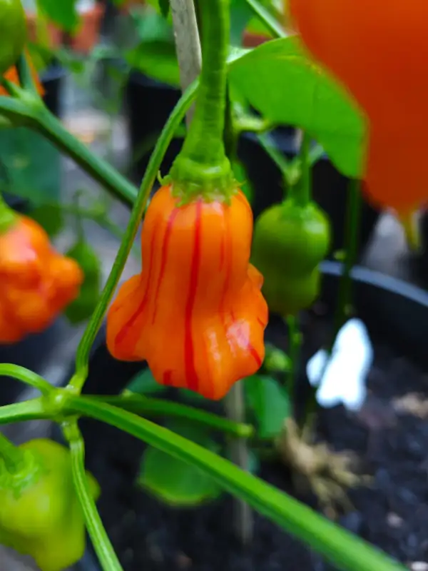 Chili / Paprika: Zebrange