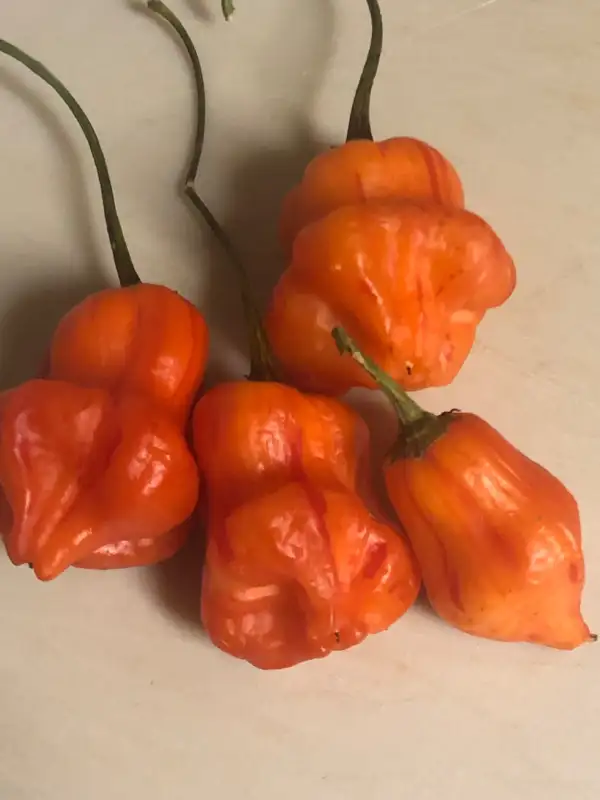 Chili / Paprika: Zebrange