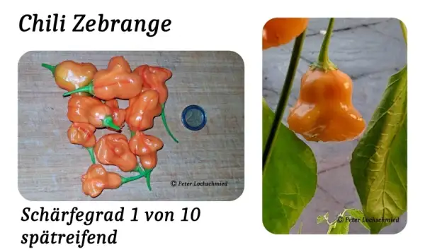 Chili / Paprika: Zebrange