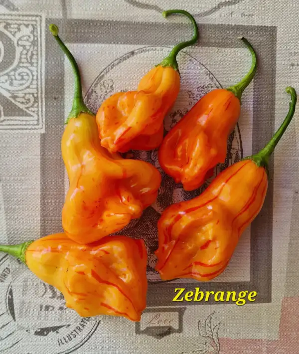Chili / Paprika: Zebrange