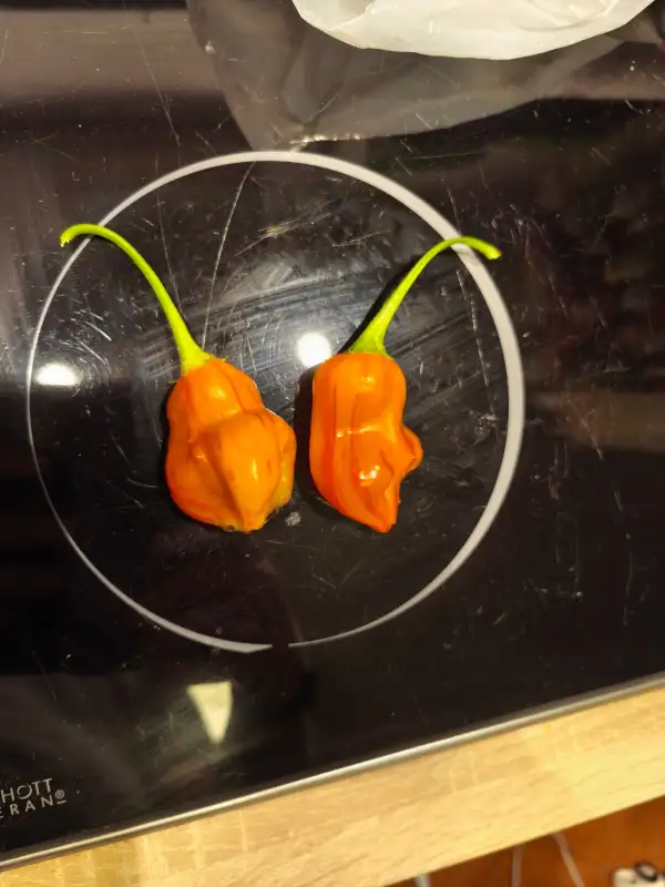 Chili: Zebrange
