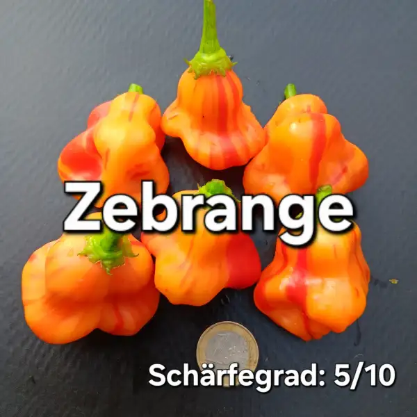 Chili: Zebrange