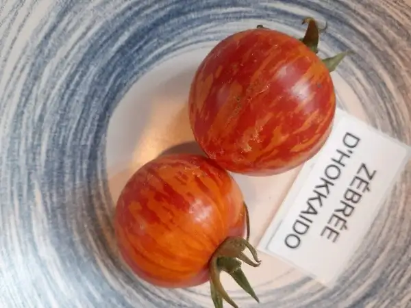 Tomaten: Zebree d Hoccaido