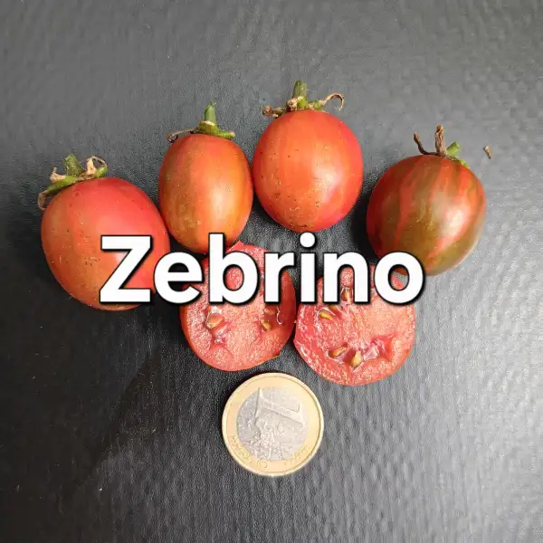 Tomaten: Zebrino