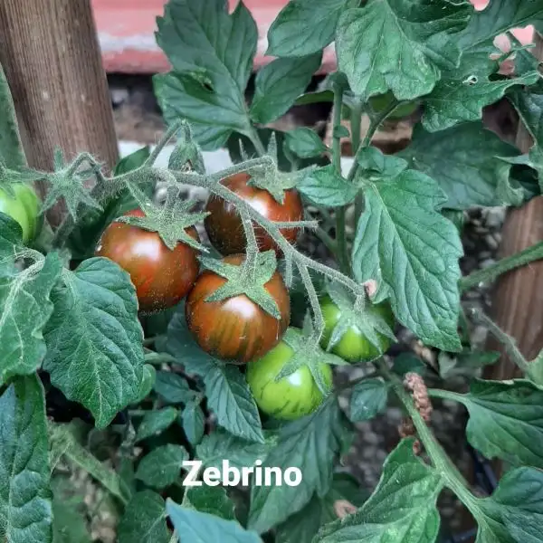 Tomaten: Zebrino