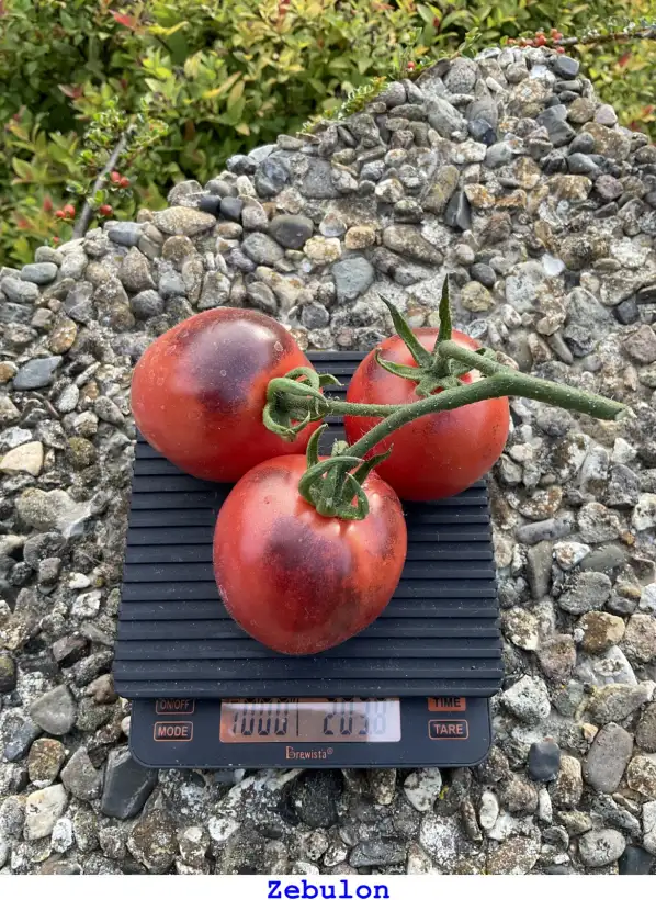 Tomaten: Zebulon
