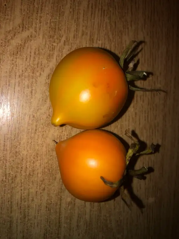 Tomaten: Zelyonaya Budyonovka