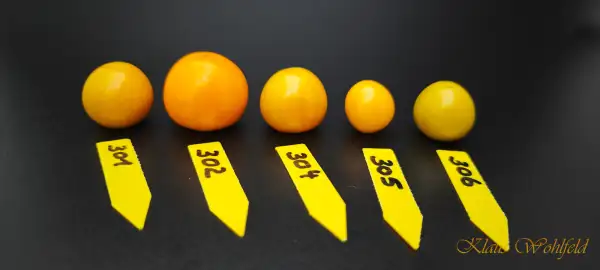 Physalis: Zemlyanichnyy (Erdbeerphysalis) 306