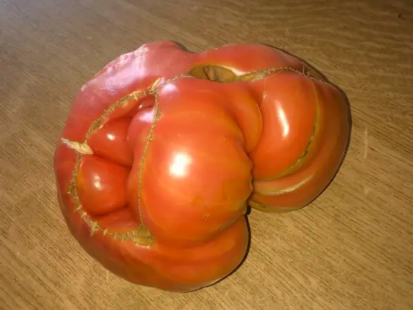 Tomaten: Zena