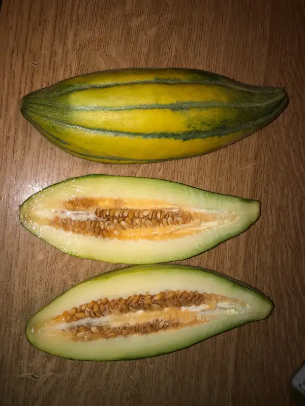 Obst: Zepelin melone