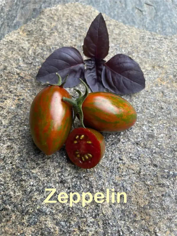 Tomaten: Zeppelin