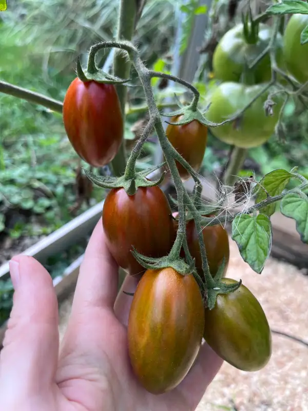 Tomaten: Zeppelin