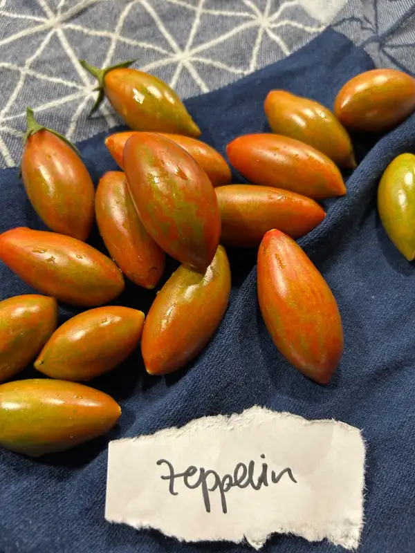 Tomaten: Zeppelin