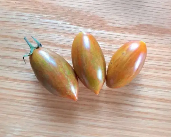 Tomaten: Zeppelin