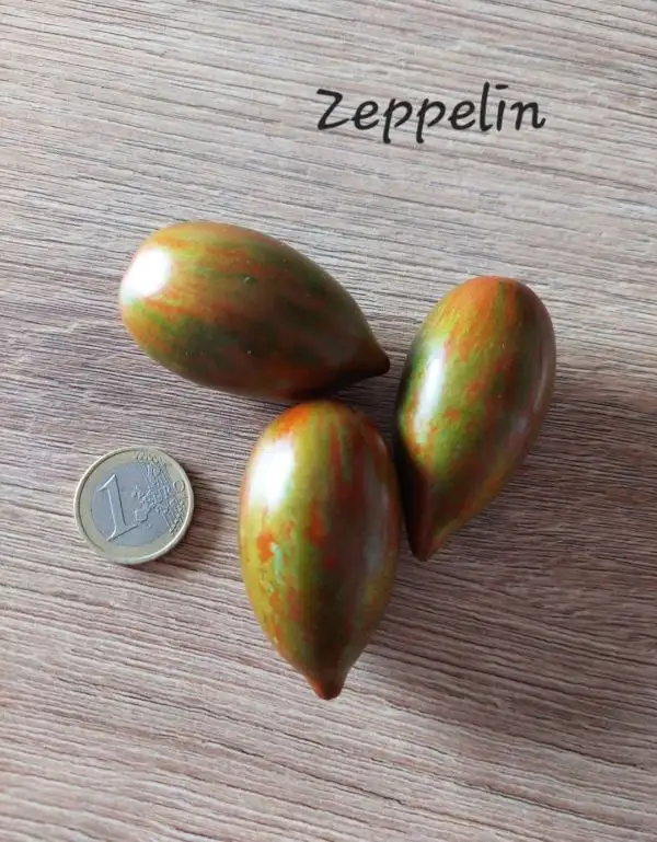 Tomaten: Zeppelin