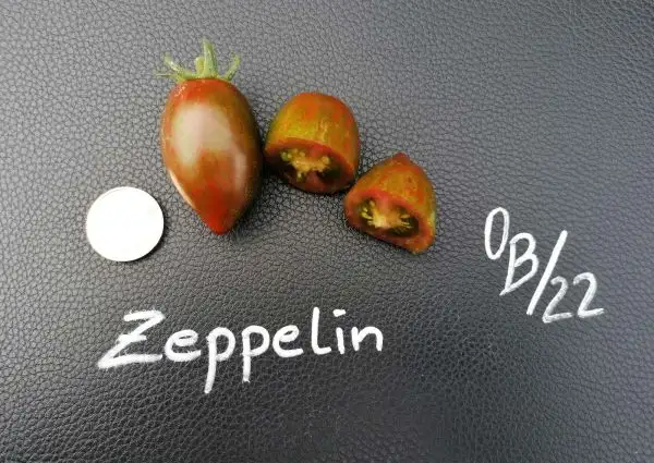 Tomaten: Zeppelin