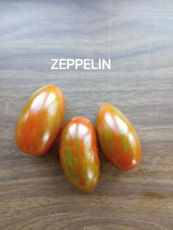 Tomaten: Zeppelin