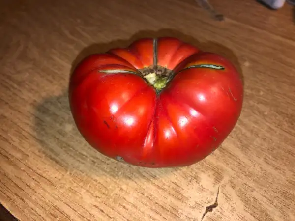 Tomaten: Zhar-Goryashchiye Ugli