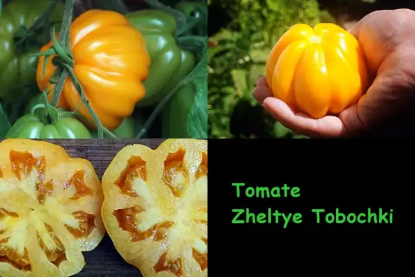 Tomaten: Zheltye Tobochki