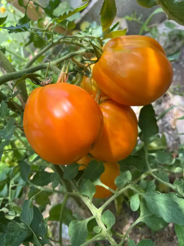 Tomaten: Zheltye Torbochki