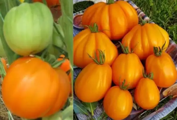 Tomaten: Zheltye Torbochki