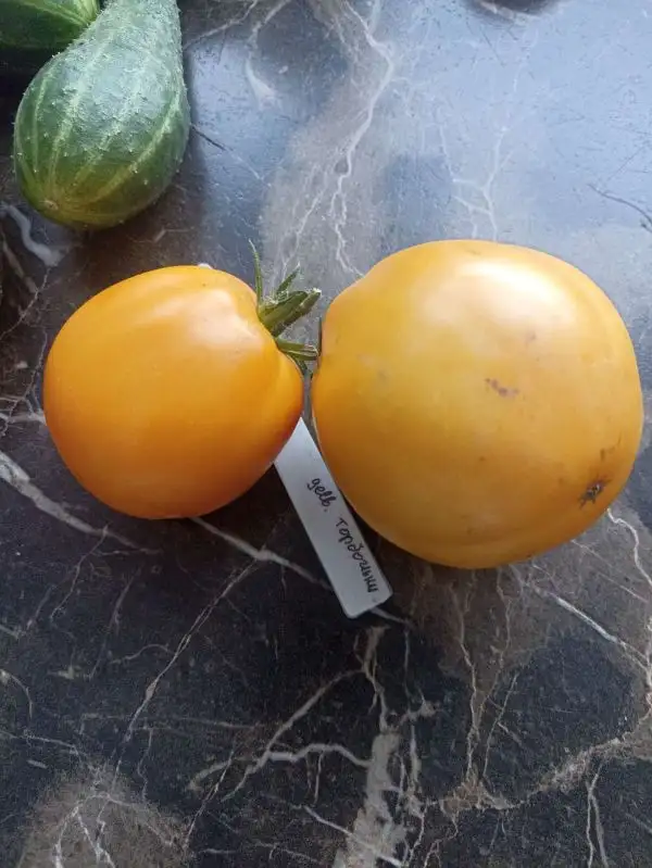 Tomaten: Zheltye Torbochki