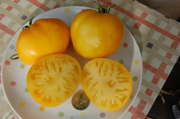 Tomaten: Zholtye Grebeschki (gelbe Muscheln)