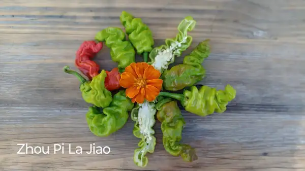 Chili / Paprika: Zhou Pi La Jiao