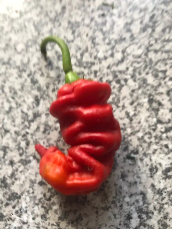 Chili: Zhou Pi La Jiao