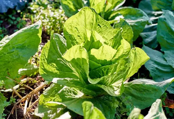 andere Gemüse: Zichorie