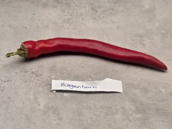 Chili / Paprika: Ziegenhorn