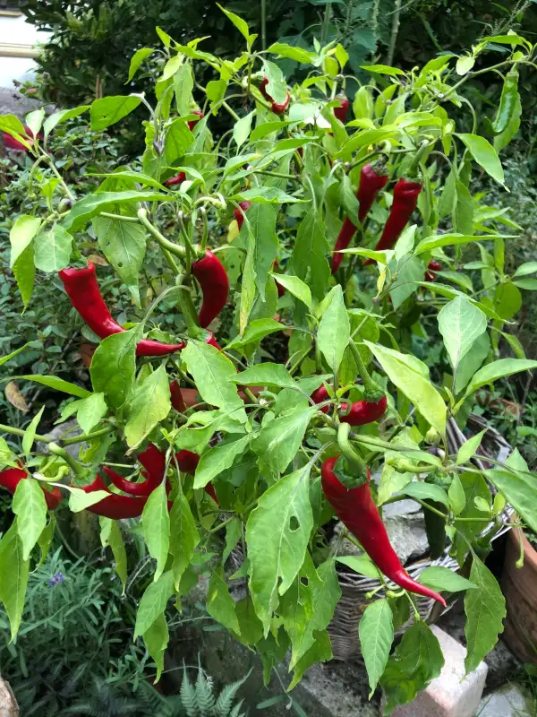 Chili / Paprika: Ziegenhorn