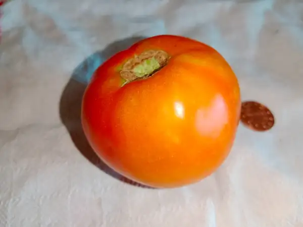 Tomaten: Zieglers Fleisch