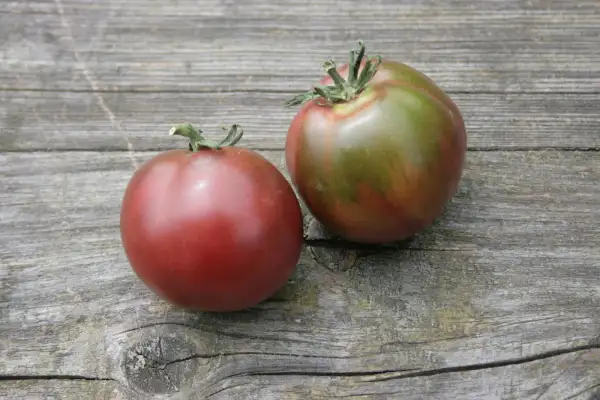 Tomaten: Zigan