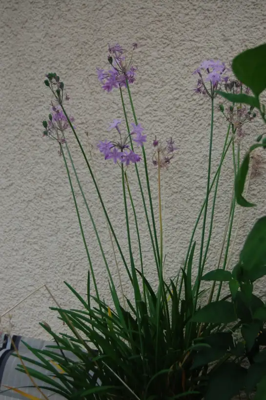 Kräuter: Zimmerknoblauch, Tulbaghia violacea