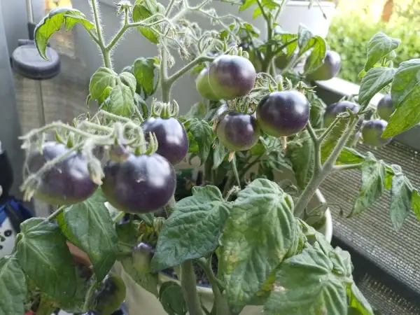 Tomaten: Zimmertomate blau,