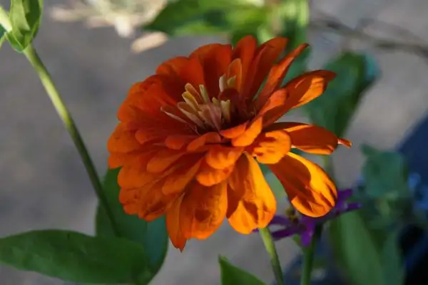 Blumen: Zinnia elegans