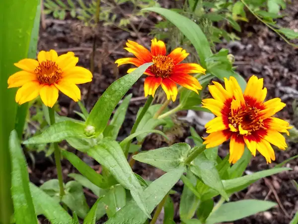 Blumen: Zinnia haageana ‣ ‣ ‣ Haage-Zinnie ‣ Mexican Zinnia