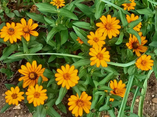 Blumen: Zinnie niedrig orange